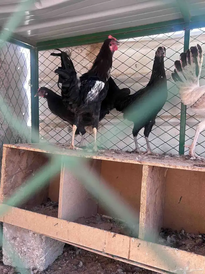 دجاج طقم للبيع 2