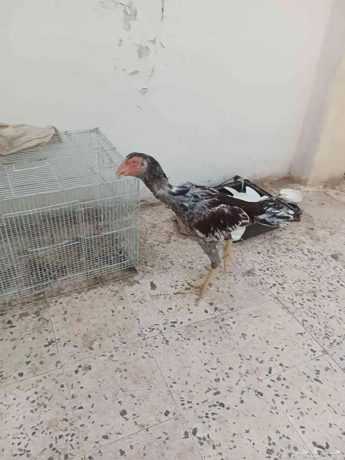 دجاج سندي بطل توب اعمار 7شهور 6