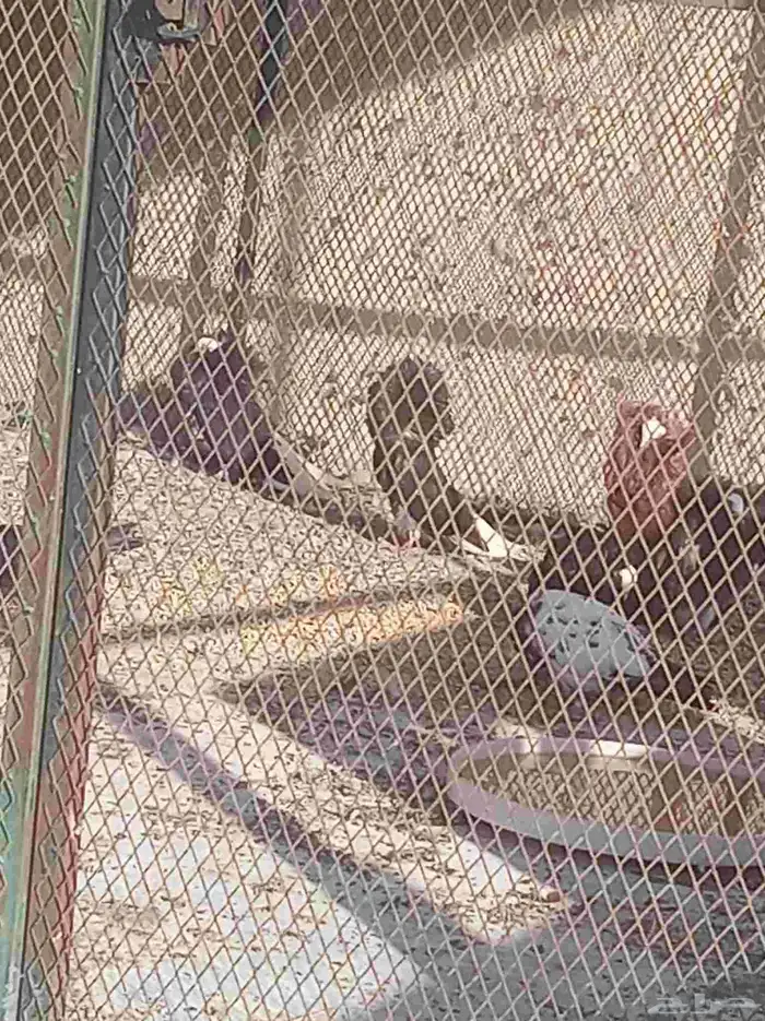 حمام ( الفوطة ) ( بلجيكي ) جاكوبين اجواز للبيع 0