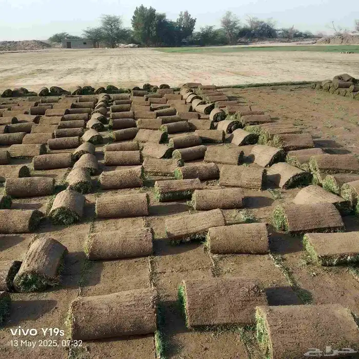 نجيل طبيعي 7