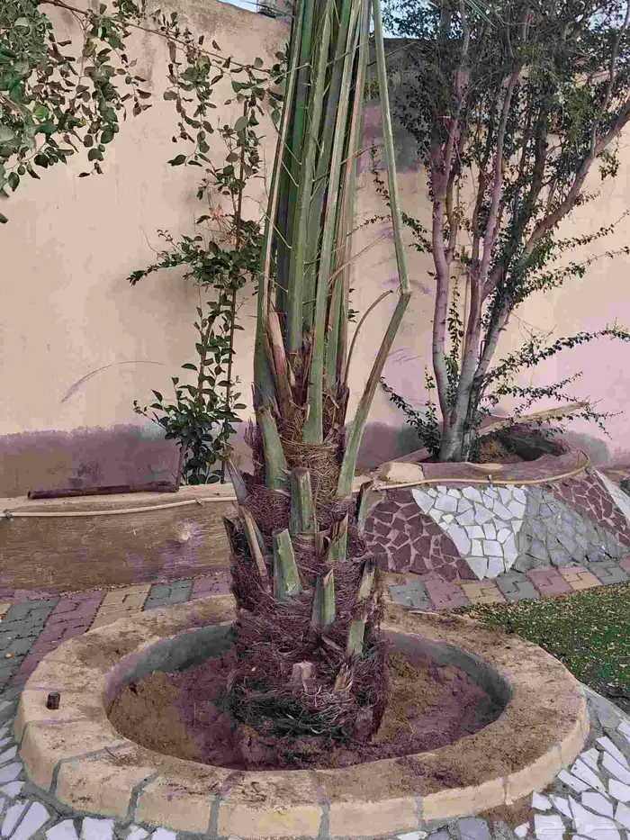 يوجدلدين جميع انواع انخل المثمره وزينه ب مكه اطايف جده 6