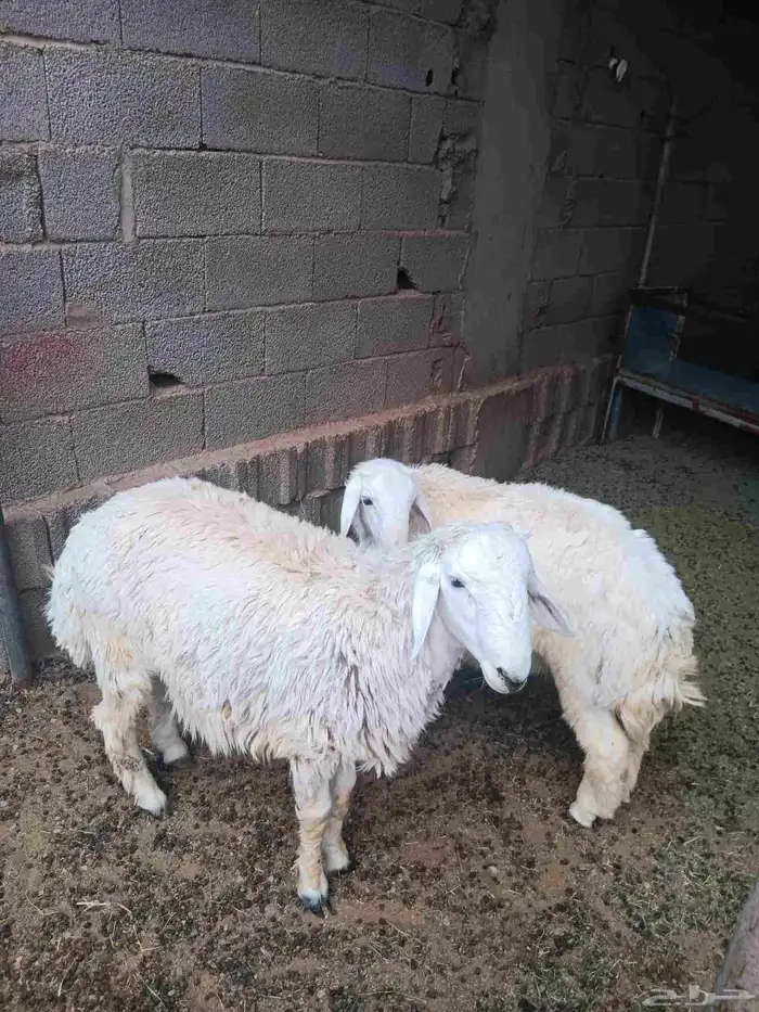 أعرض لكم طليان فواخر نضيفه من جميع الأمراض 0