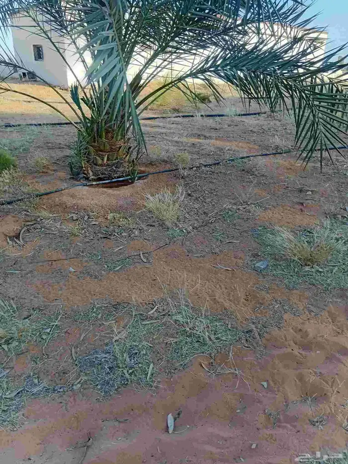نخل خنيزي فاخر 5