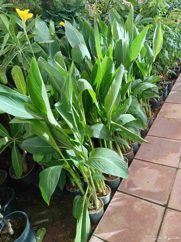 مشتل تنسيق حدائق ربيع الزهور والاشجار والتيل 7