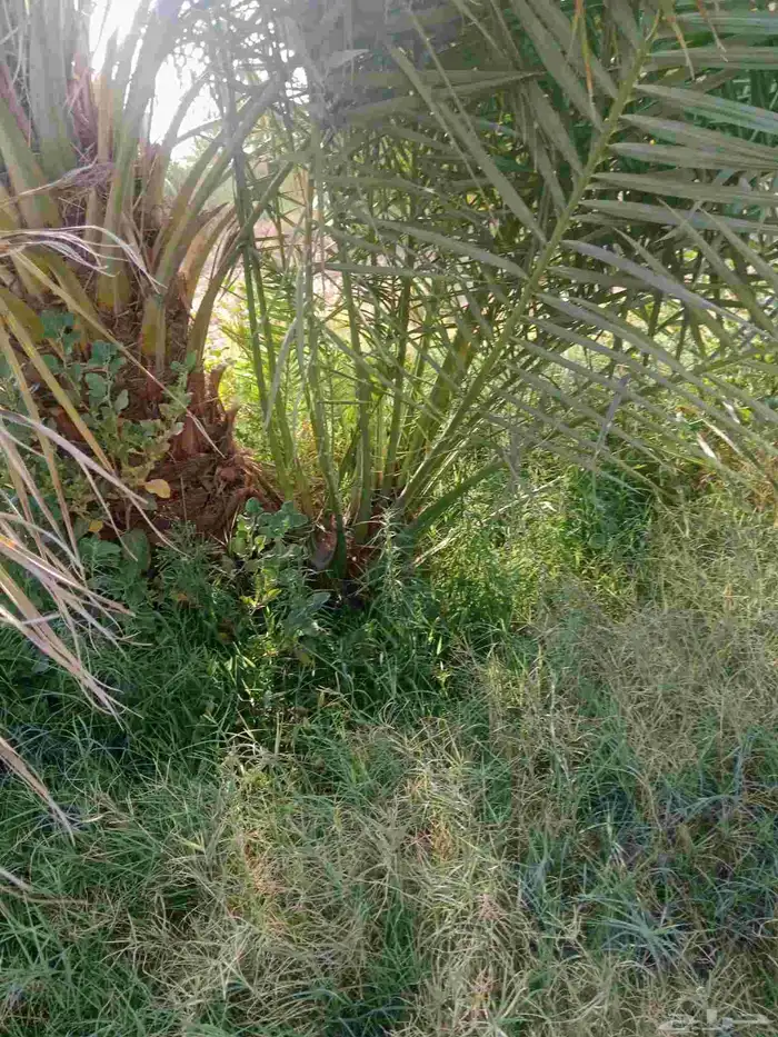 نخل خلاص برحي سكري 5