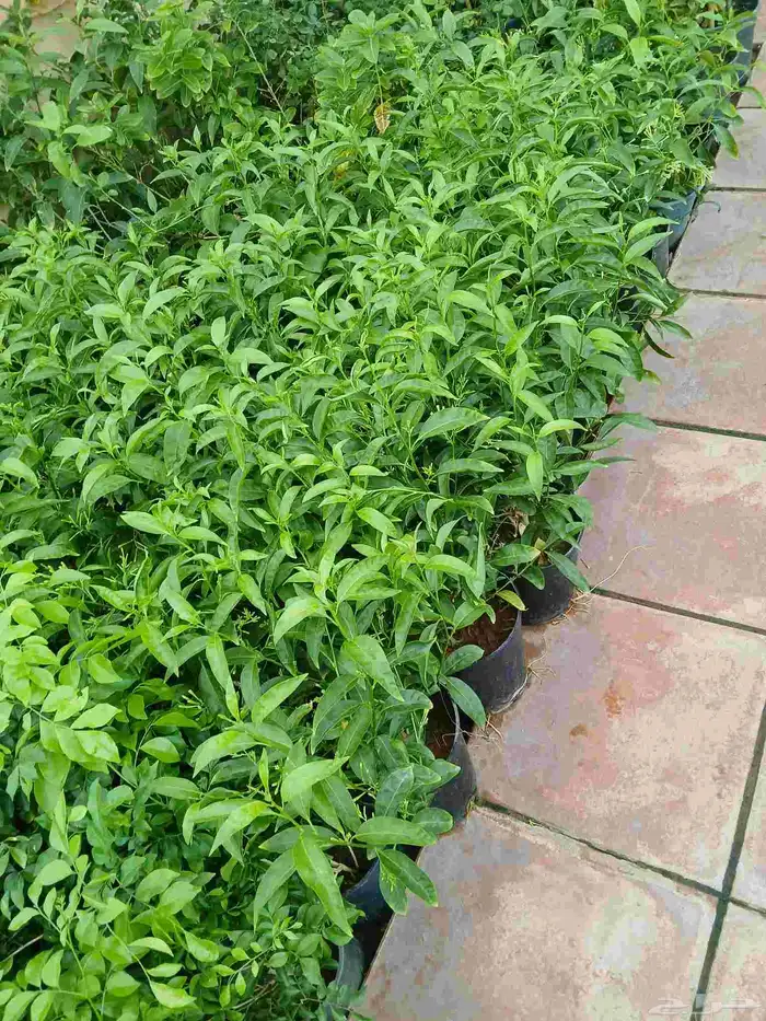 مشتل تنسيق حدائق ربيع الزهور والاشجار والتيل 6