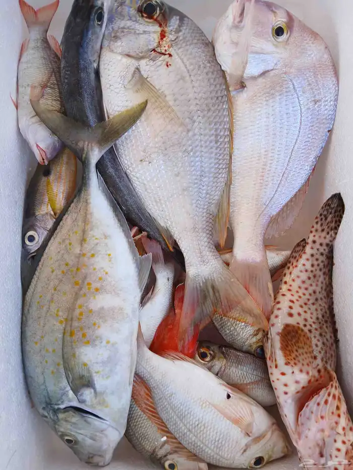 كبتن محمد للرحلات البحريه صيد وبياض وخور 6