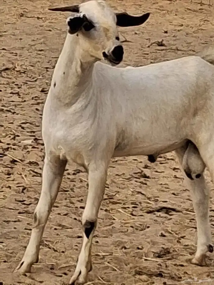 تيس بيشي أكحل مشروع فحل صنف الصنف العمر جذع 7 شهور ماشاءالله 6