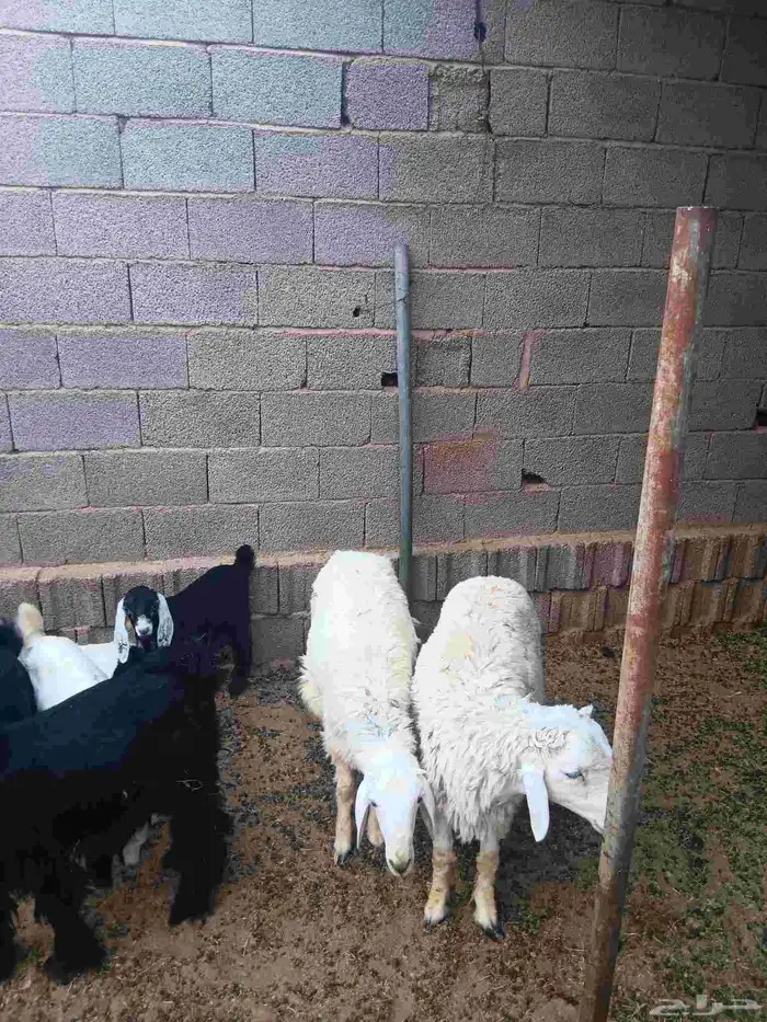 أعرض لكم طليان فواخر نضيفه من جميع الأمراض 1