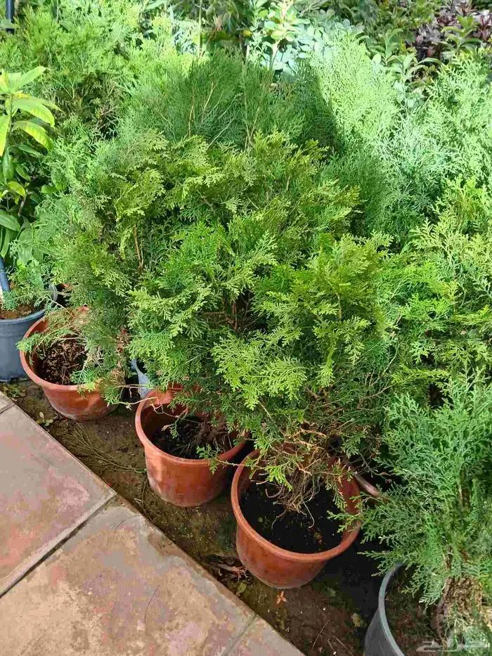 مشتل تنسيق حدائق ربيع الزهور والاشجار والتيل 5