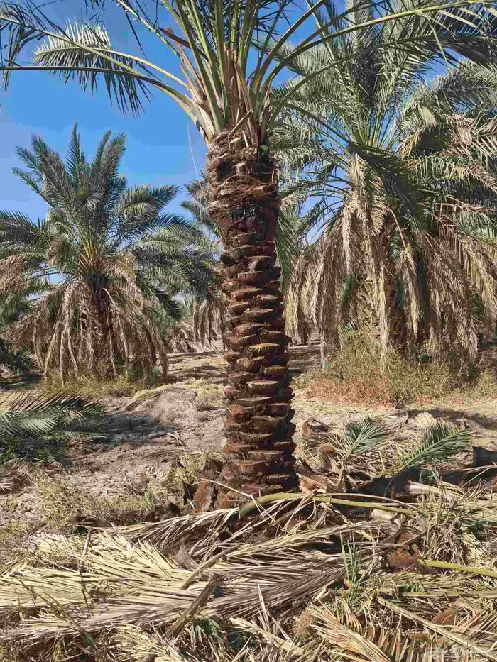 يوجدلدين جميع انواع انخل المثمره وزينه ب مكه اطايف جده 2