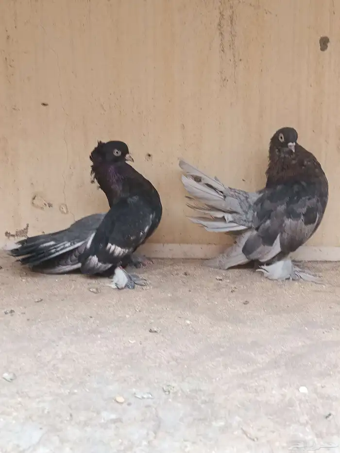 سلام عليكم 0