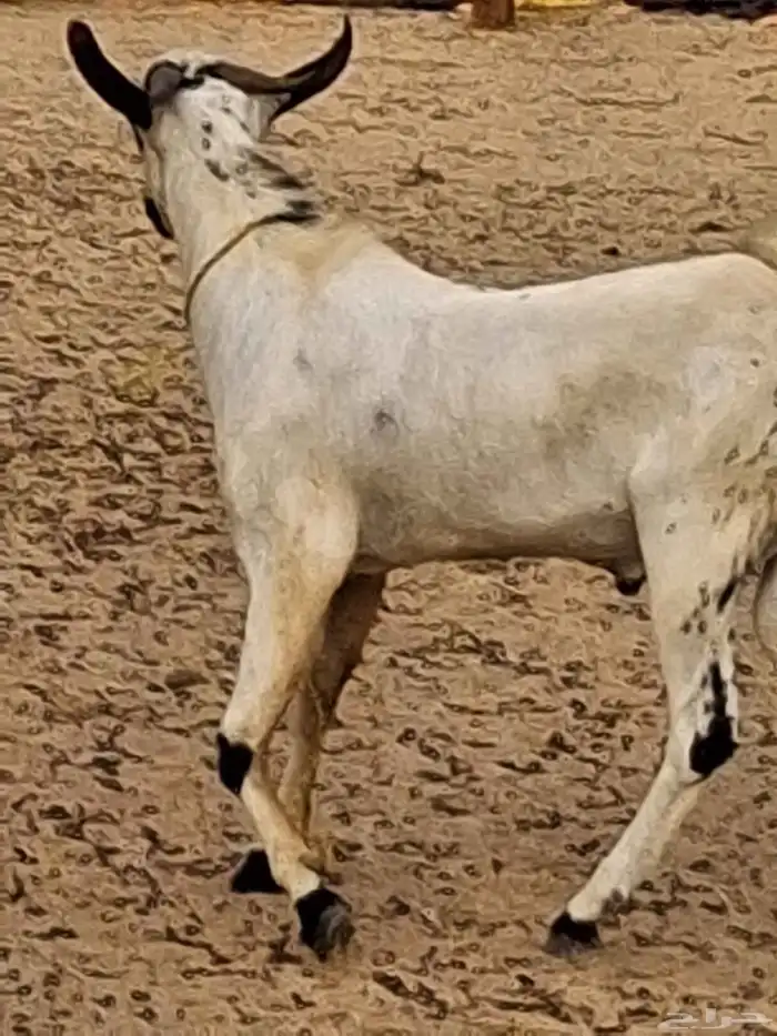 تيس بيشي أكحل مشروع فحل صنف الصنف العمر جذع حول10 شهور 6
