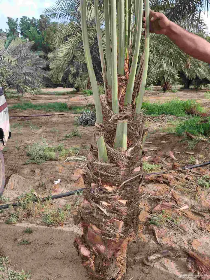 يوجدلدين جميع انواع انخل المثمره وزينه ب مكه اطايف جده 5