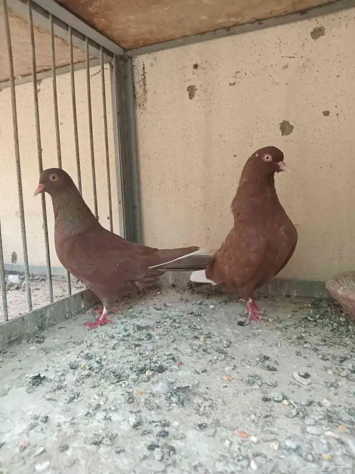 سلام عليكم 1