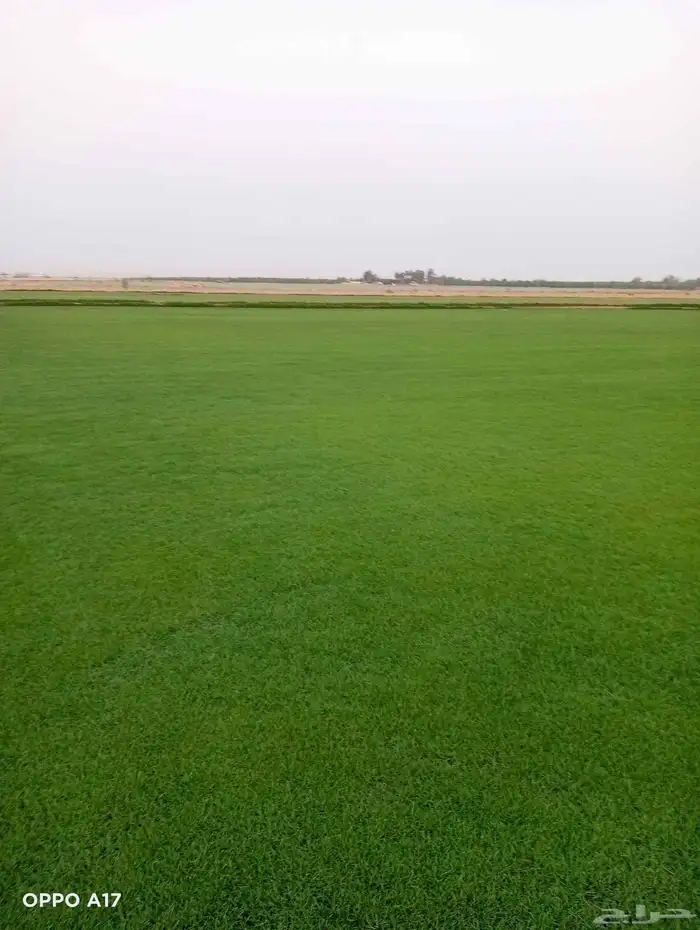 ثيل سئ 2000صافي وطبيعي الموقع الخرج 2