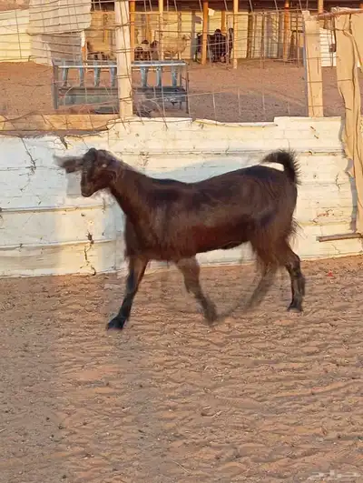 جفره شاميه كفو index