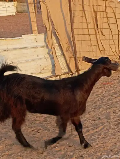 جفره شاميه كفو index