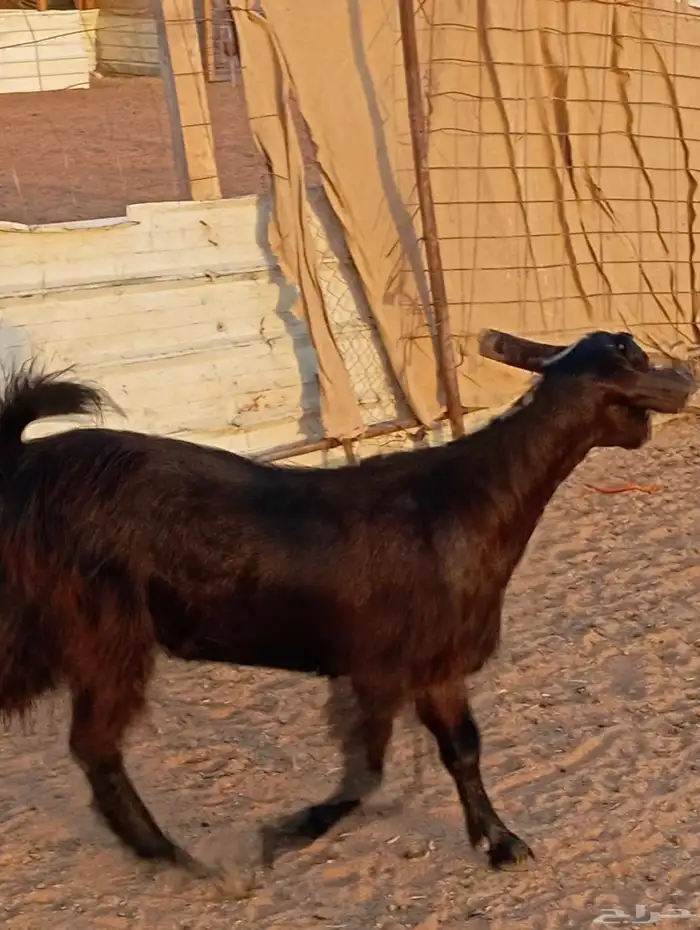 جفره شاميه كفو 5