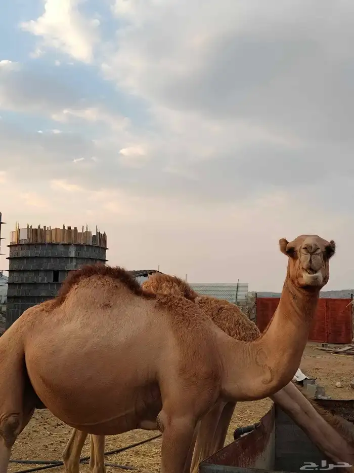 قعدان للبيع 1