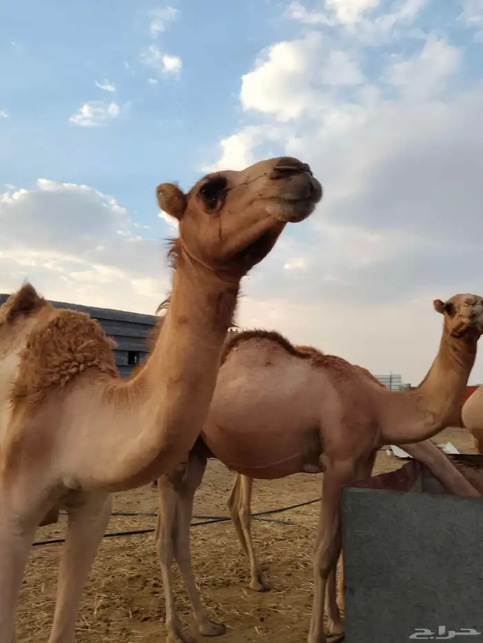 قعدان للبيع 5