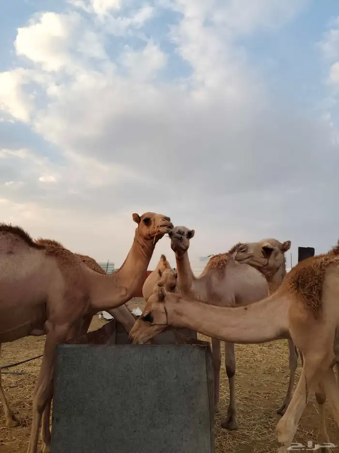 قعدان للبيع 7