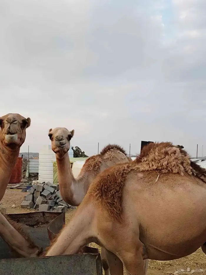 قعدان للبيع 0