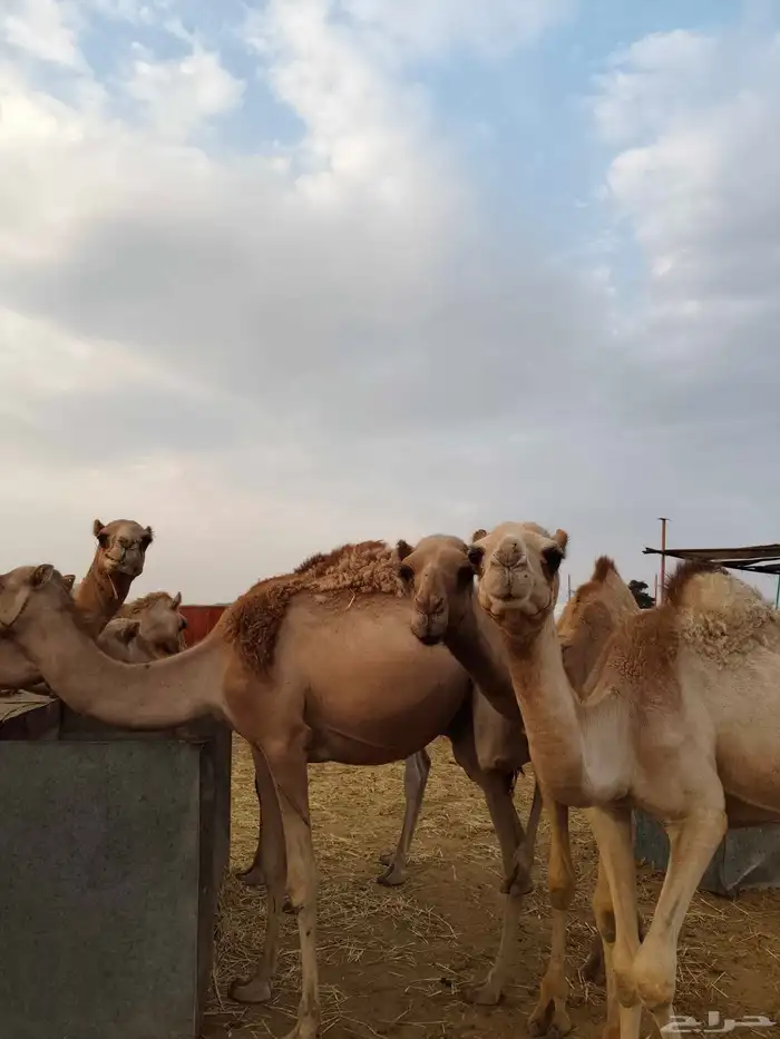 قعدان للبيع 2