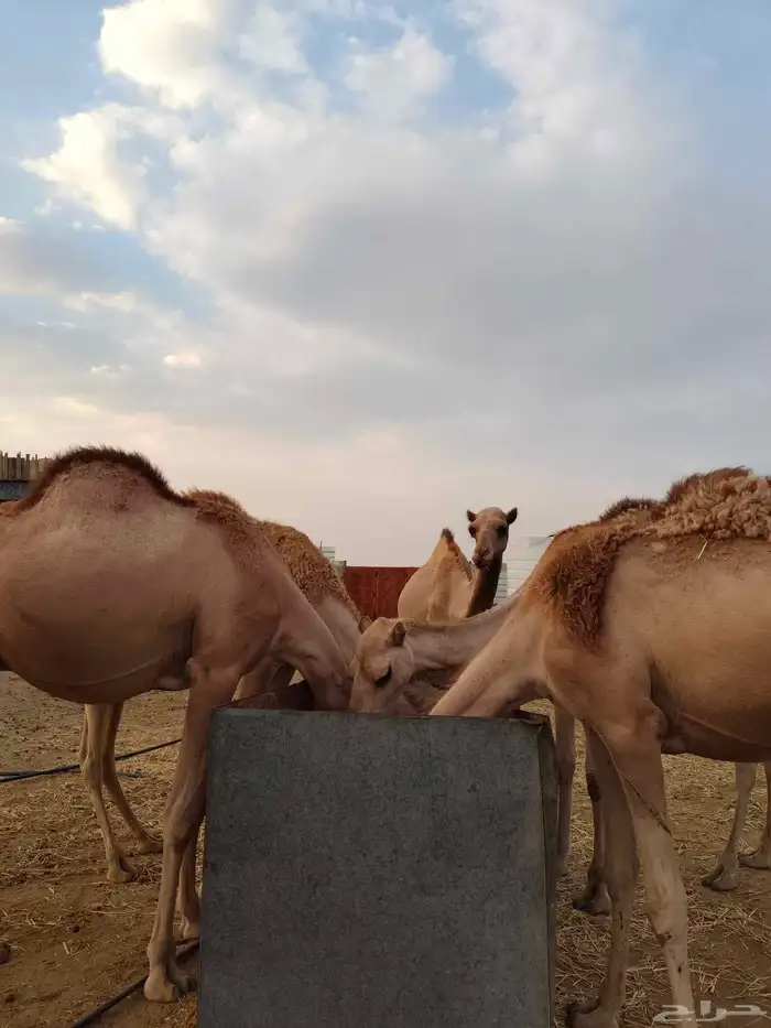 قعدان للبيع 4