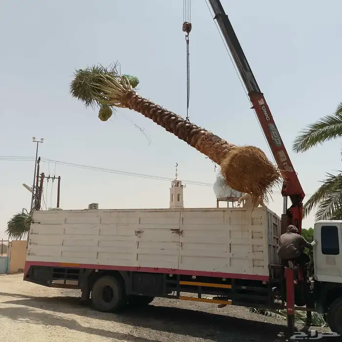 نخل بجميع الاحجام 0