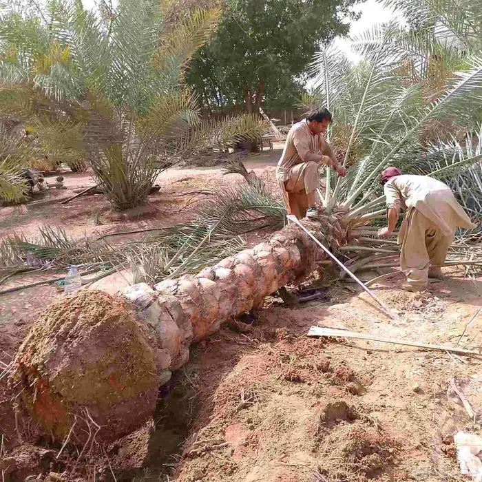 نخل بجميع الاحجام 6