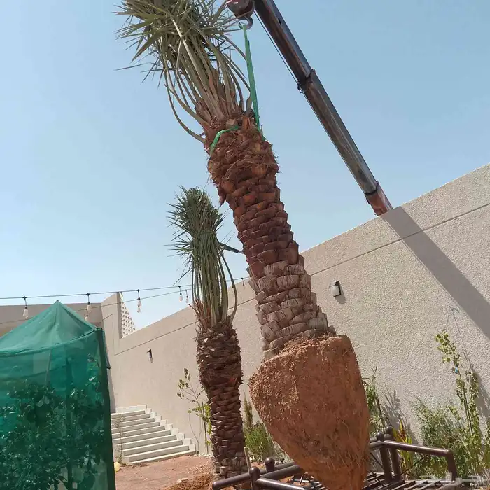 نخل بجميع الاحجام 2