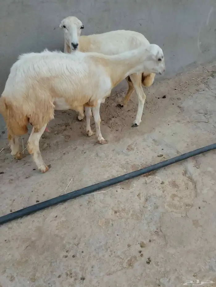 3رخيال عل وشك الولاده الموقع العيدابي 5