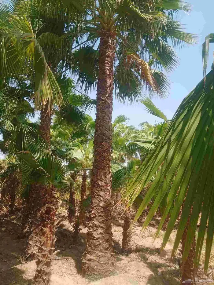 نخل واشنطنيا للبيع سعر طيب 0