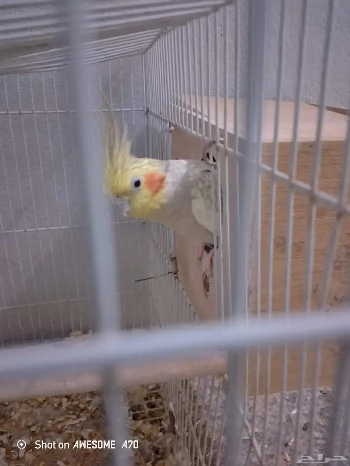 زوج كروان للبيع مع كامل اغراضه 5