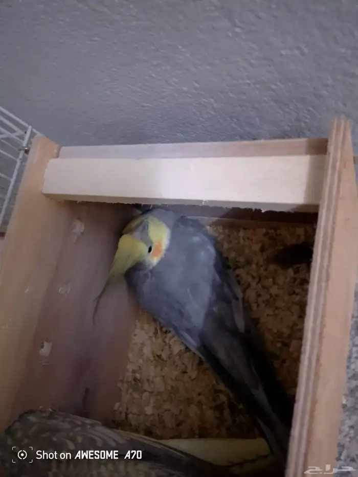 زوج كروان للبيع مع كامل اغراضه 3