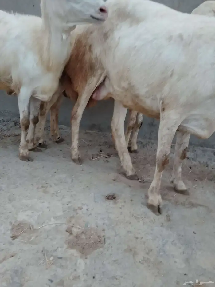 3رخيال عل وشك الولاده الموقع العيدابي 0