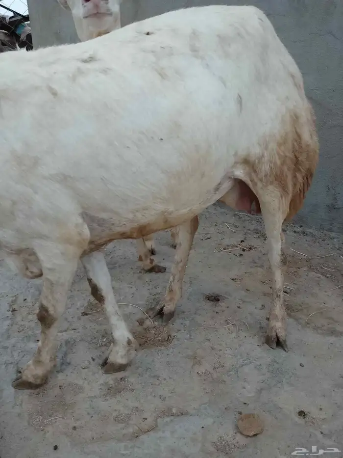 3رخيال عل وشك الولاده الموقع العيدابي 2