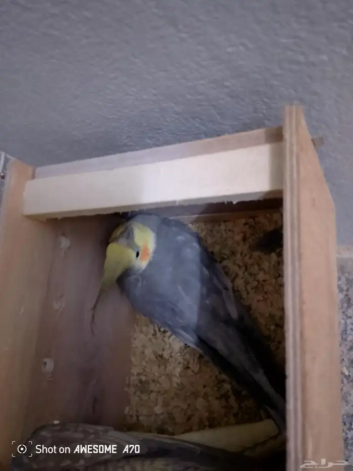 زوج كروان للبيع مع كامل اغراضه 2