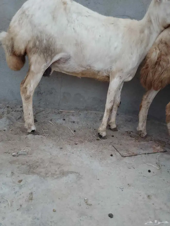 3رخيال عل وشك الولاده الموقع العيدابي 1