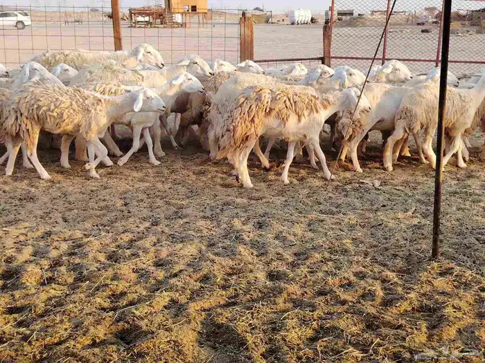 غنم حريه العدد 40 8