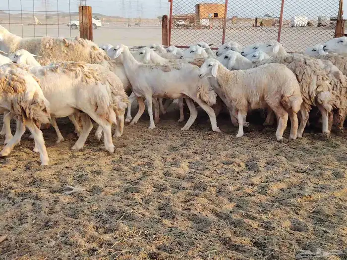 غنم حريه العدد 40 6