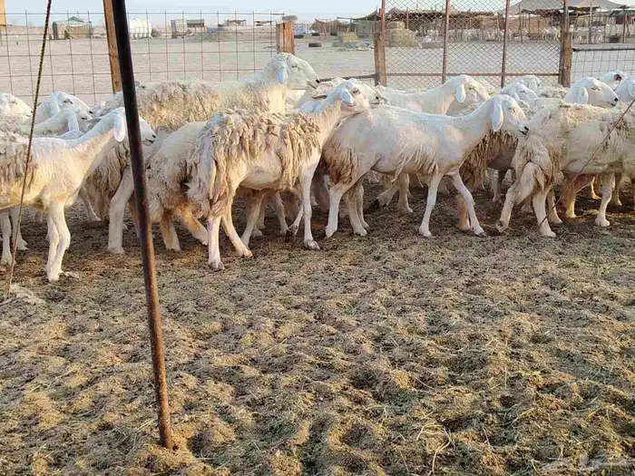 غنم حريه العدد 40 5
