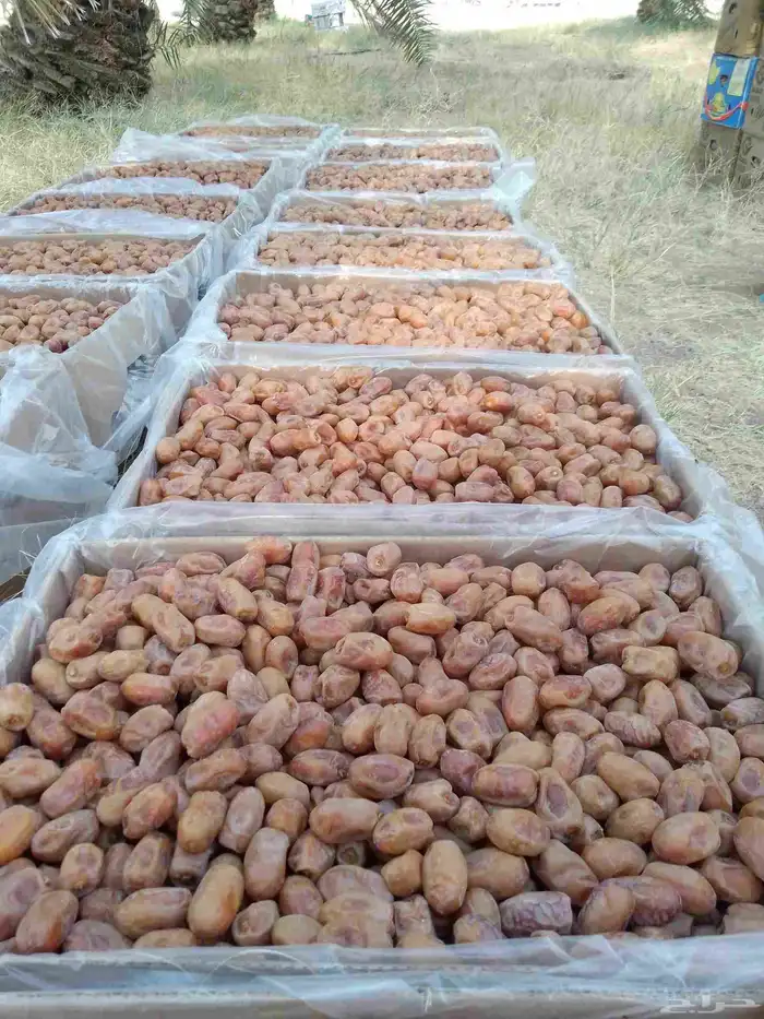 يوجد لدينا تمور فاخره للبيع اخلاص 3