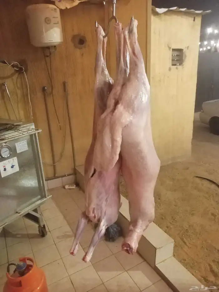 شوي خارجي مشويات معلم مشاوي 0
