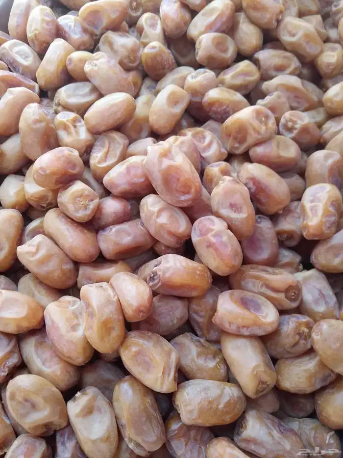 يوجد لدينا تمور فاخره للبيع اخلاص 5