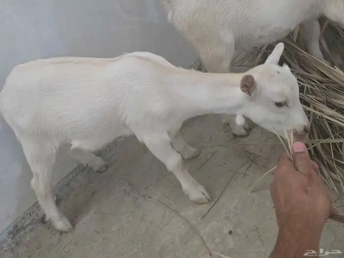 جفره وتيس قزم للبيع لعوب وجميل العمر شهر 0