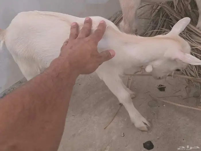 جفره وتيس قزم للبيع لعوب وجميل العمر شهر 1