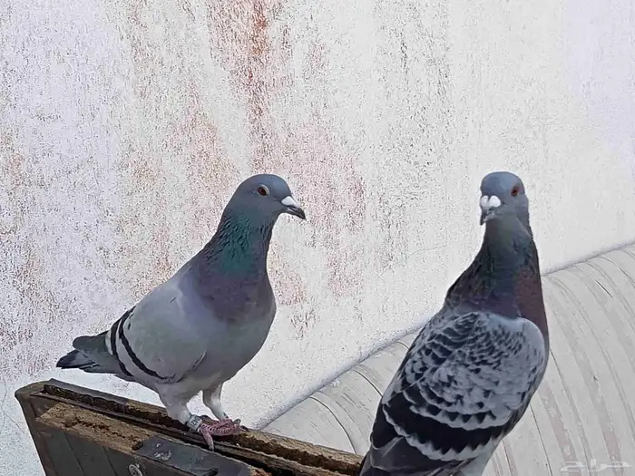 4 حبات زواجل شبابات حجول جمعيه عالسوم 2