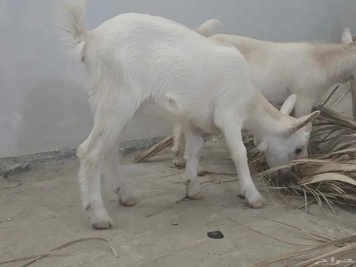 جفره وتيس قزم للبيع لعوب وجميل العمر شهر 2